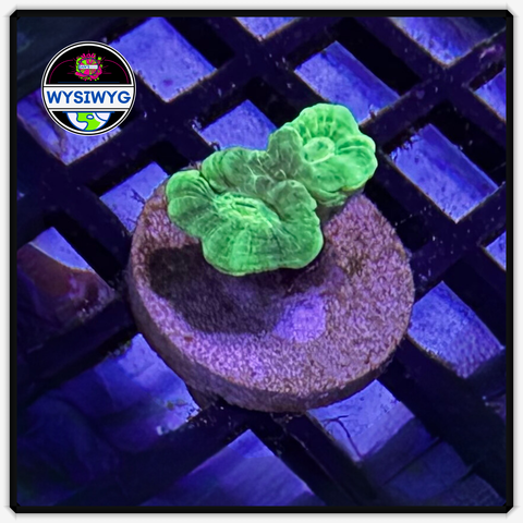 Kryptonite Candy Cane Frag WYSIWYG 5