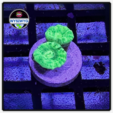 Kryptonite Candy Cane Frag WYSIWYG 3