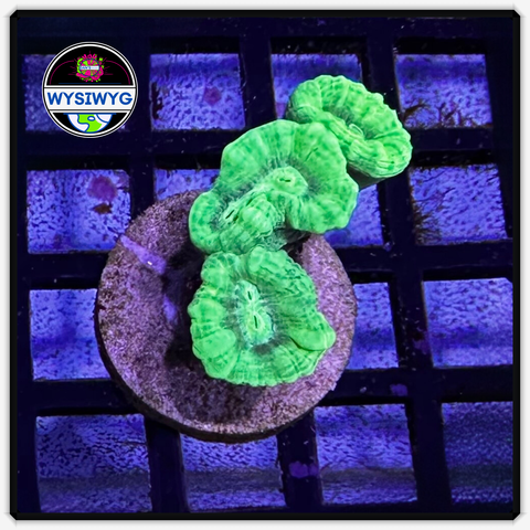 Kryptonite Candy Cane Frag WYSIWYG 2