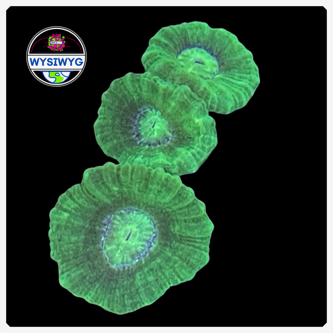 Kryptonite Candy Cane Frag WYSIWYG 4