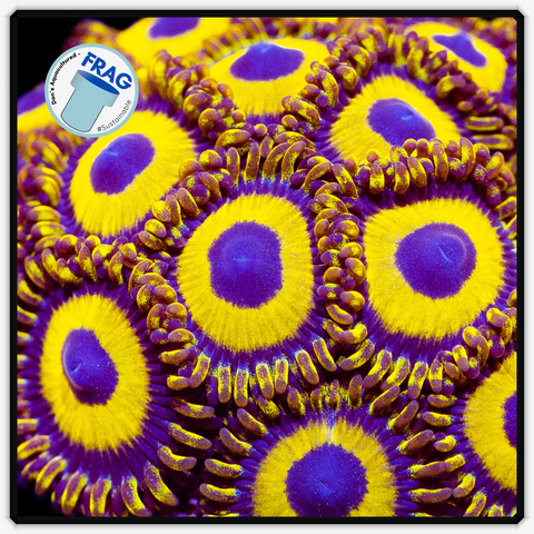 LA Lakers Zoanthid Frag