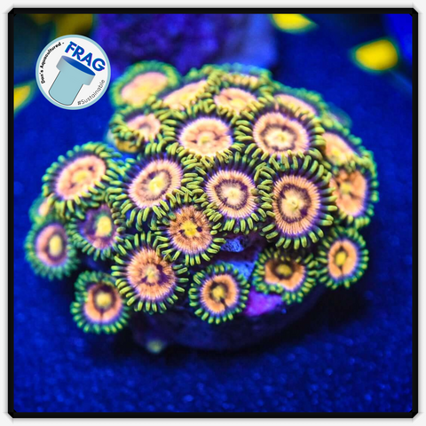 Lazer Lemon Zoanthid Frag