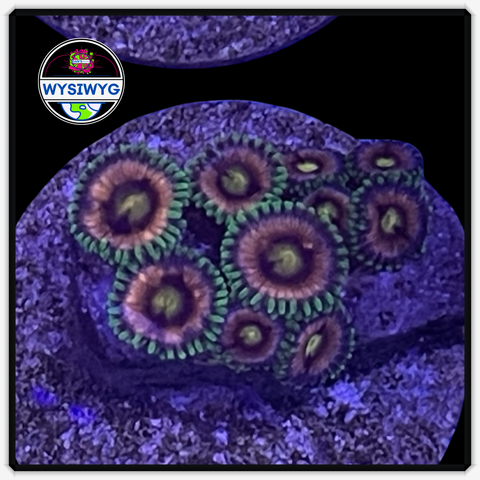 Lazer Lemon Zoanthid Frag WYSIWYG 1