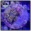Lazer Lemon Zoanthid Frag WYSIWYG 1