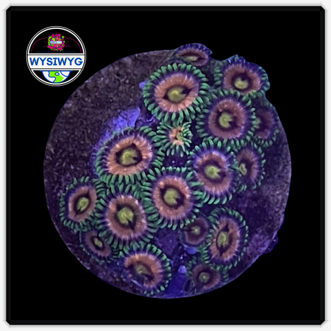 Lazer Lemon Zoanthid Frag WYSIWYG 2