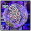 Lazer Lemon Zoanthid Frag WYSIWYG 2