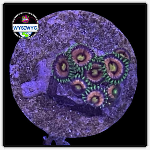 Lazer Lemon Zoanthid Frag WYSIWYG 4