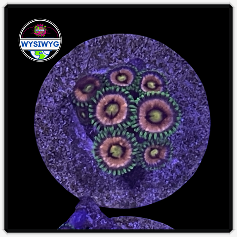 Lazer Lemon Zoanthid Frag WYSIWYG 5