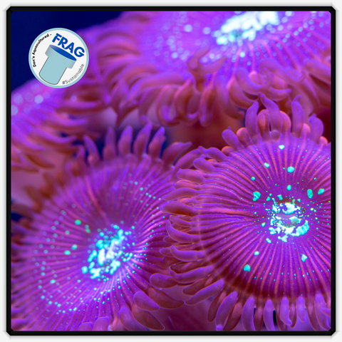 Magician Zoanthid Frag