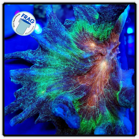 Rainbow Pectinia Frag