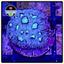 Moon Stone Favia Frag WYSIWYG 1