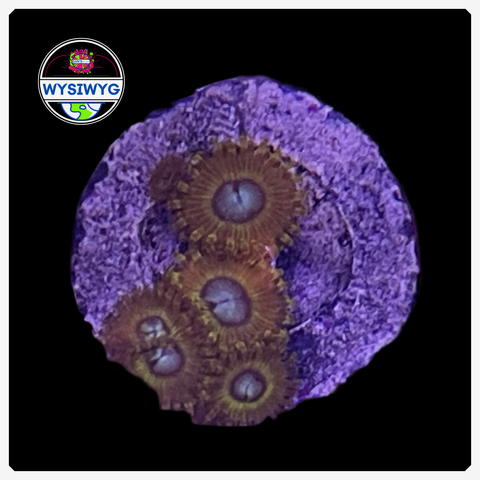 Pikachu Zoanthid Frag WYSIWYG 1