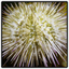 Pincushion Urchin