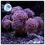 Pink Branching Hammer Frag