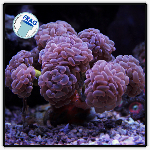 Pink Branching Hammer Frag