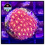 Pink Lemon Drop Goniopora Frag WYSIWYG 1