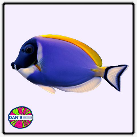 Powder Blue Tang