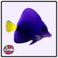 Purple Tang