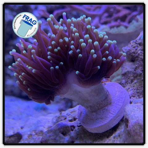 Mystic Purple Torch Frag