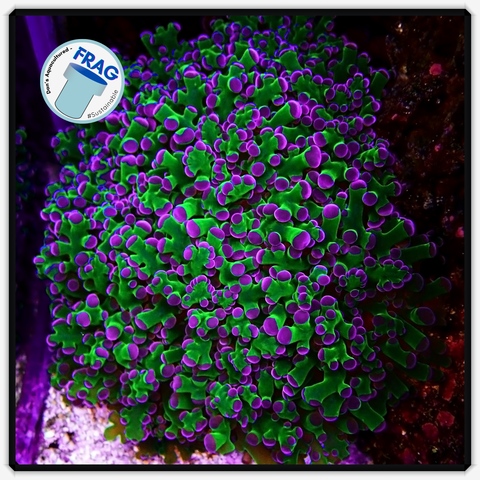 Green and Purple Tip Frogspawn Frag