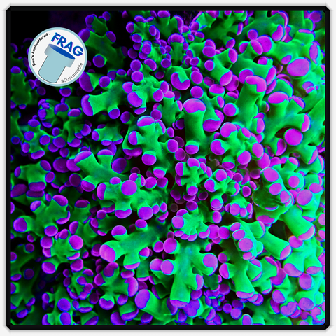 Green and Purple Tip Frogspawn Frag