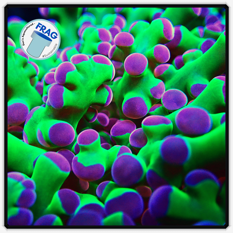 Green and Purple Tip Frogspawn Frag