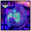 Rainbow Pectinia Frag WYSIWYG 2