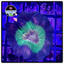 Rainbow Pectinia Frag WYSIWYG 3