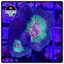 Rainbow Pectinia Frag WYSIWYG 4