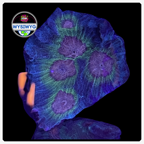 Rainbow Pectinia Frag WYSIWYG 1