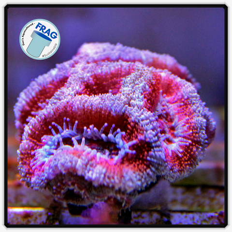 Red Cup Acan Frag