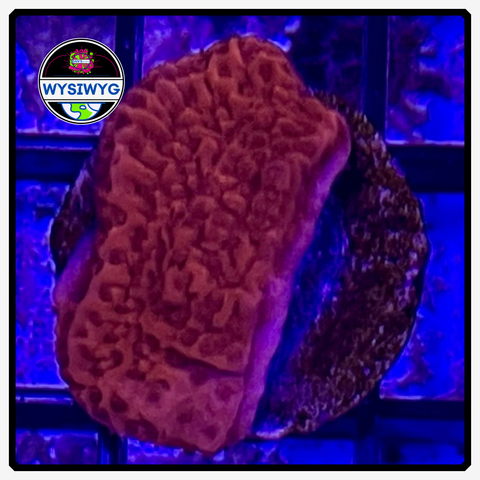 Red Cap Montipora Frag WYSIWYG 1