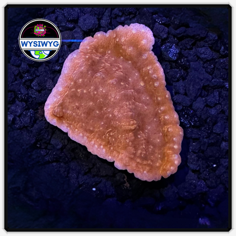 Red MontiCap Frag WYSIWYG 4