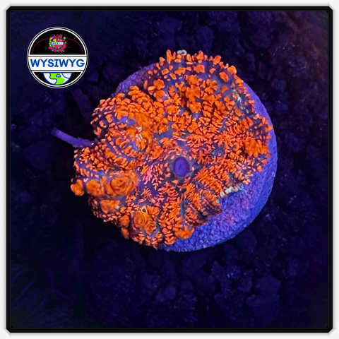 Superman Rhodactis Shroom Frag WYSIWYG 3