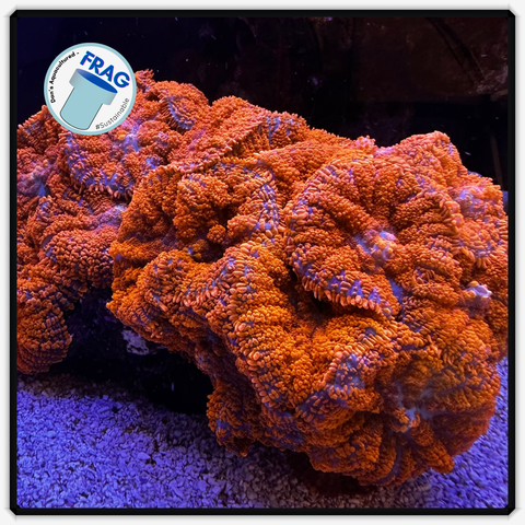 Red Superman Rhodactis Mushroom Frag