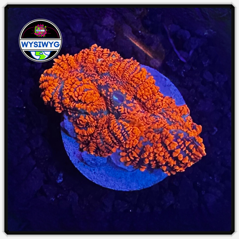 Superman Rhodactis Mushroom Frag WYSIWYG-4