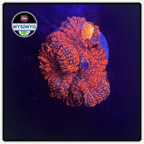 Superman Rhodactis Shroom Frag WYSIWYG 2