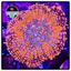 Red Superman Rhodactis Shroom Frag WYSIWYG 2
