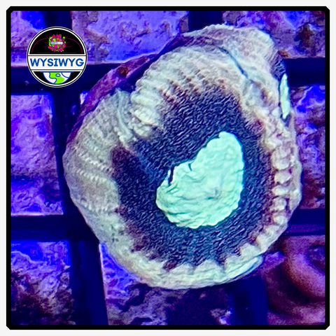 Reverse Prism Favia Frag WYSIWYG 1
