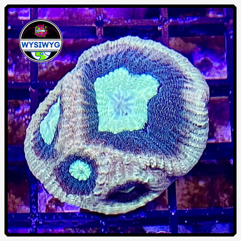 Reverse Prism Favia Frag WYSIWYG 2