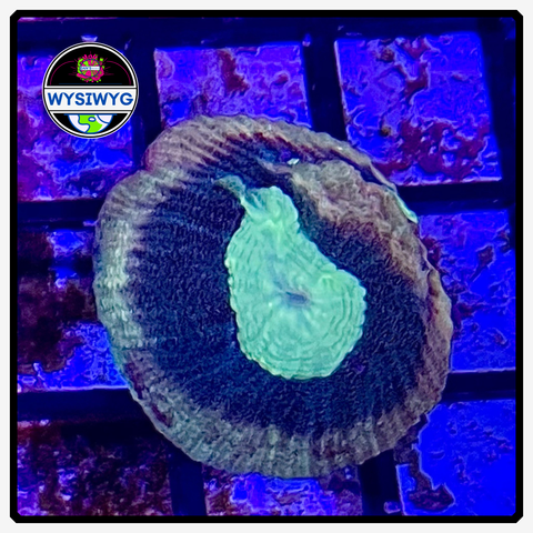 Reverse Prism Favia Frag WYSIWYG 3