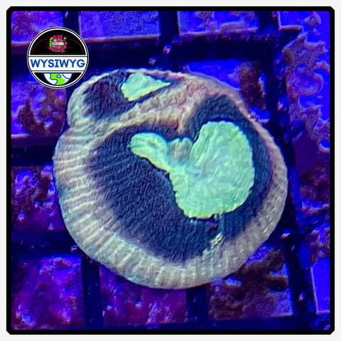 Reverse Prism Favia Frag WYSIWYG 4