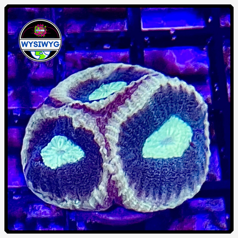 Reverse Prism Favia Frag WYSIWYG 5