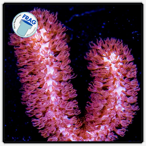 Slit Pore Gorgonia