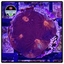 Solar Flare Favia Frag WYSIWYG 1