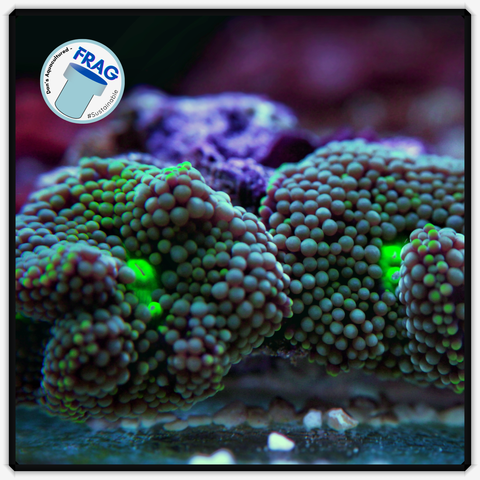 Green Florida Ricordia Mushhroom Frag