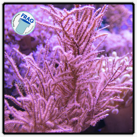 Pink SeaFan Frag