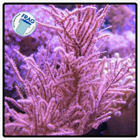 Pink SeaFan Frag