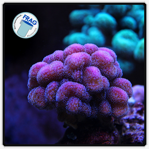 Small Purple Stylophora Frag