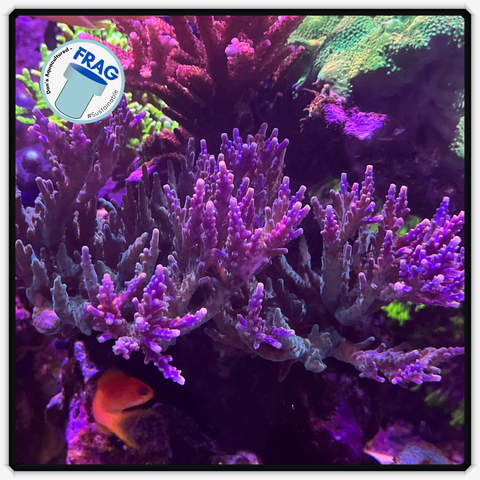 Dan's Mystery Acropora Frag